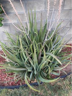 Aloe Vera Cuttings/Pencas de Sábila