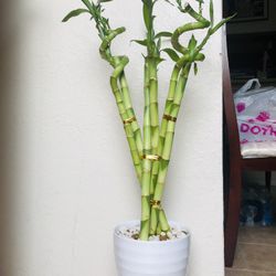 Large bamboo Plant For Sale 