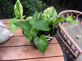 Pothos Plant