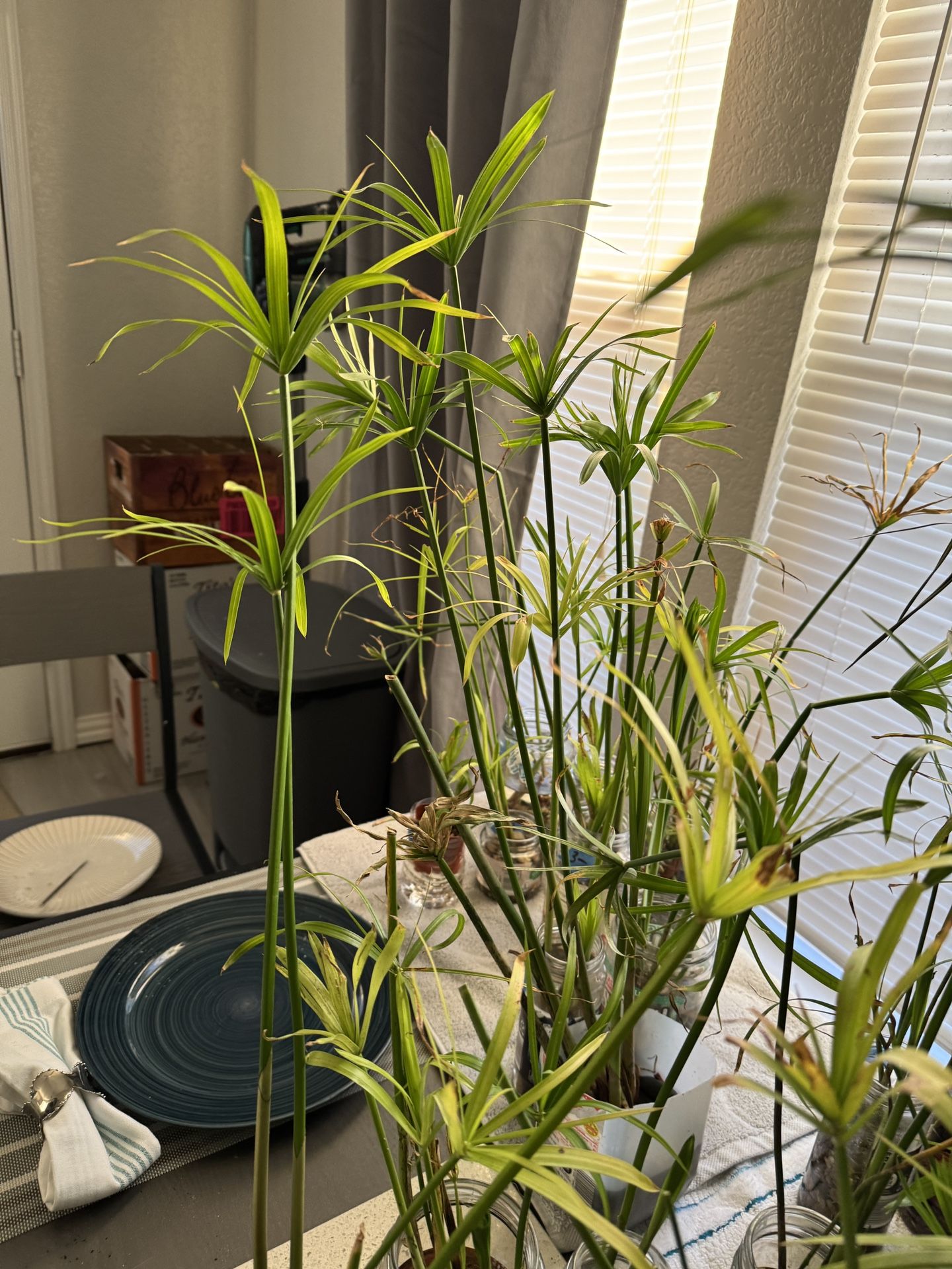 UMBRELLA PALM POND PLANTS CHEAP