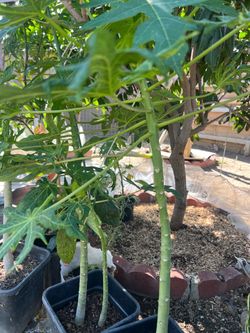 Hawaii papaya