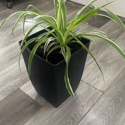 Planta Natural