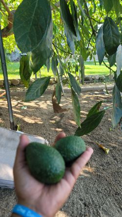 Avocado, avocates ontario