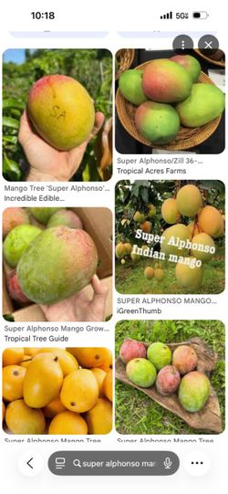 Super Alfonso mango tree 25gal