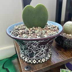 Hoya Heart House Plant Rooted