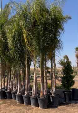 Palm Trees for Pool Areas