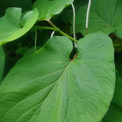 Hierba Santa Grandes Medianos Chicos Tengo Vareadades Plants Diferentes Tamaños Y Precios No Duda De Pregunta 🙏🙏