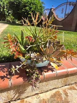 Decoration Suculents Plants Mix