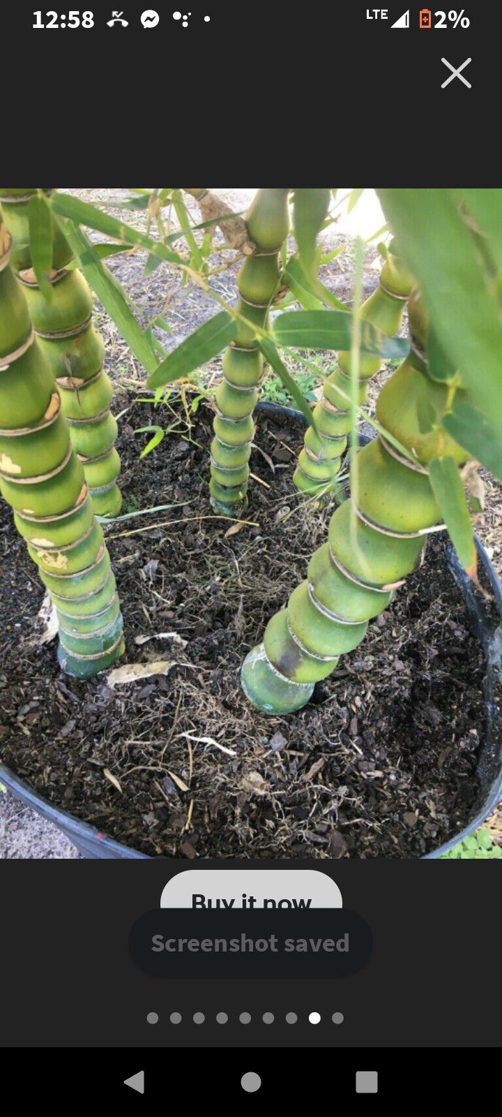 Buddha Bamboo Plants $49.95 For 25 Plants 1ft To 2ft Tall In Height , Great For Privacy Screens 