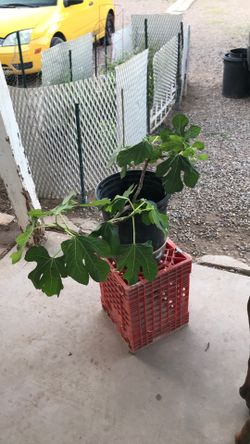 3 Years Old English Brown Turkey Fig Tree