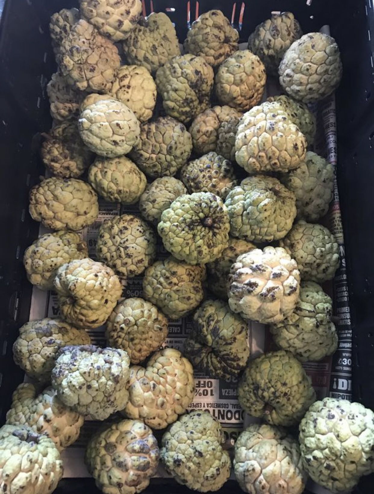 Sugar apple - Anona - Fruta do Conde