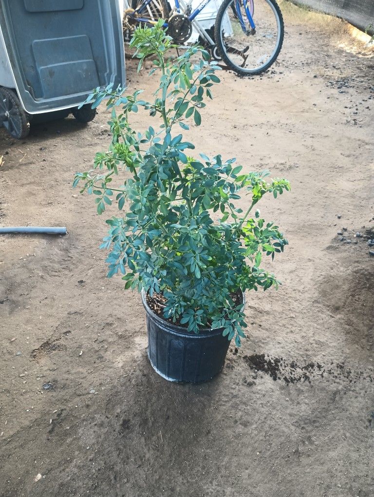 Vendo Plantas De Ruda Cada Una $17