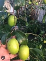 Thai Giant Jujube Trees