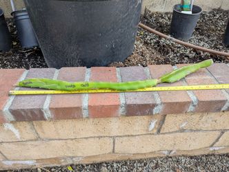 Dragon Fruit Cuttings- Voodoo Child Variety