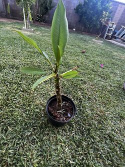 Plants