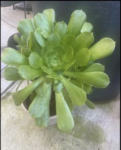 Aeonium Plant