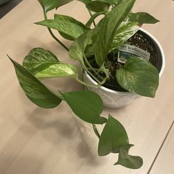 Snowy morning Pothos