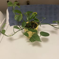 Healthy Growing Pathos Plant In Beautiful Yellow Glazed Pot With Saucer