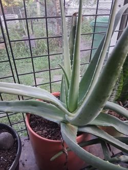 Aloe Vera