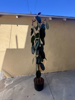 Rubber plant