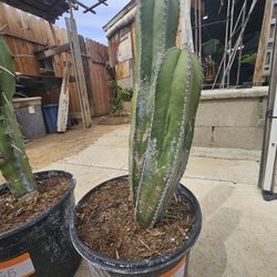 Various Plants And Succulents 