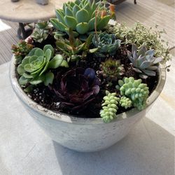 Potted Succulent Plants