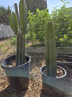 Pitaya