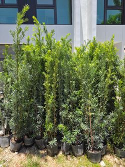 podocarpus 6 to 7 feet tall Instant Privacy Hedge For Fence Green Full Ready for planting  minimum qty 30+