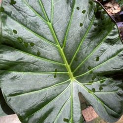 Alocasia Regal Shield