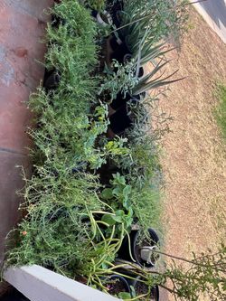 Moss Rose Fire Stick Aloe Vera Plants Collection