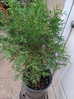 Evergreen shrub.