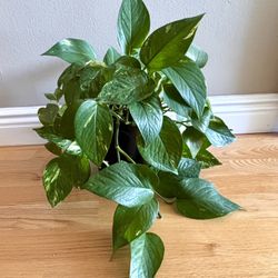 Plant Golden Pothos, 15in 