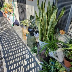 Big Plant Sale Starting Today Trough Weekend!!!