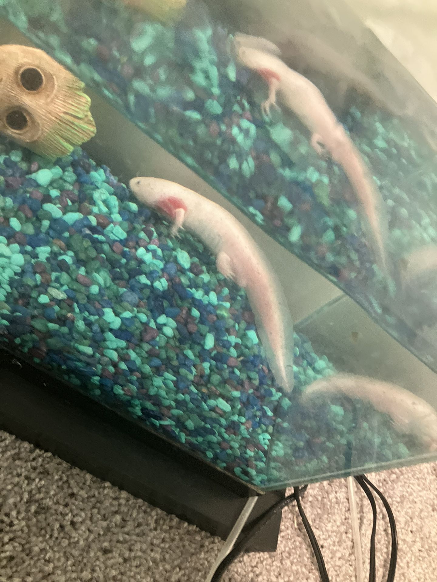 Animal + Tank And Everything 