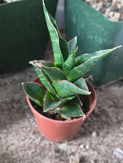 Sansevieria dwarf hardy plant