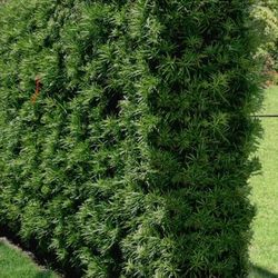 Podocarpus About 4 Feet Tall Instant Privacy Hedge For Fence Green Full Ready For Planting 