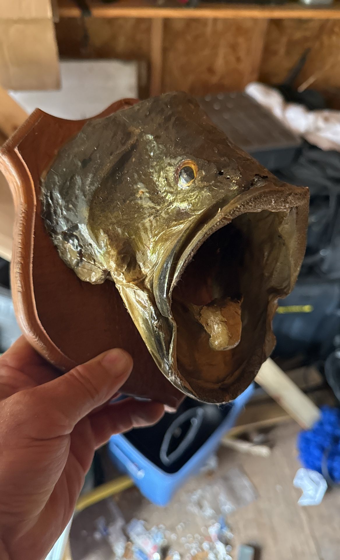 Large Mouth Fish Mounted
