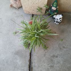 Spider Plant With Babies