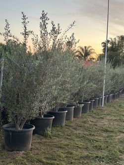 25 gallons olive tree