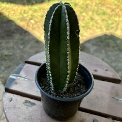 Pachycereus Marginatus Cactus 7”-8”tall