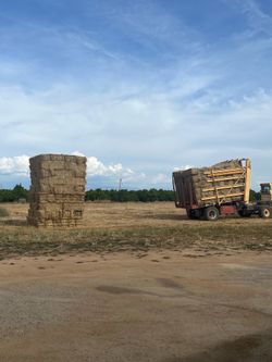 Oat hay