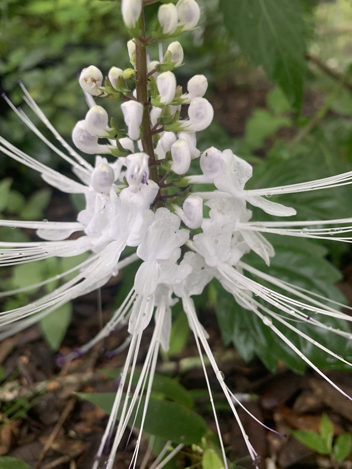 WHITE Cat Whiskers Live Perennial Plant Orthosiphon Java Tea Starter