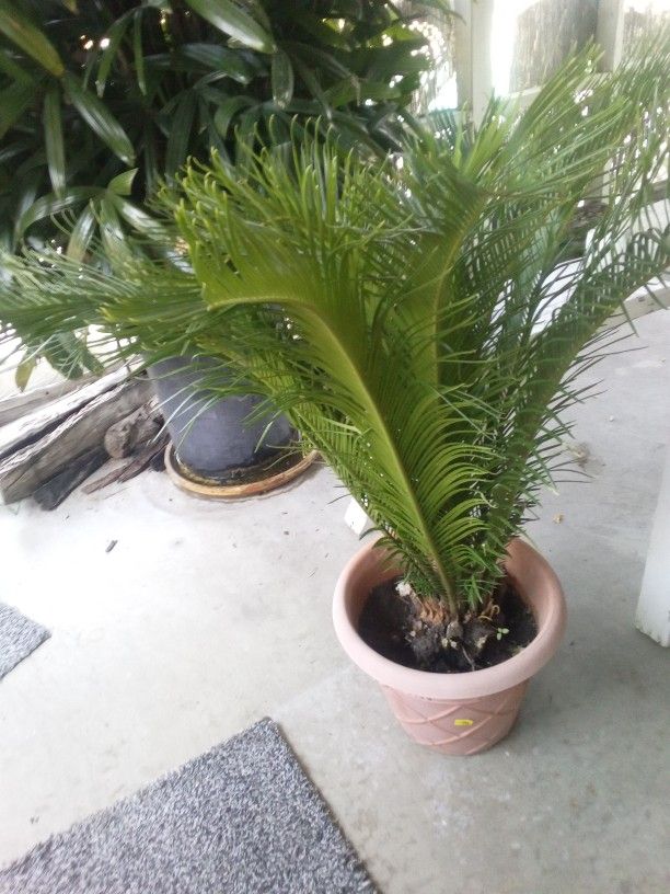 Sago Palms In A Pot $50 Each