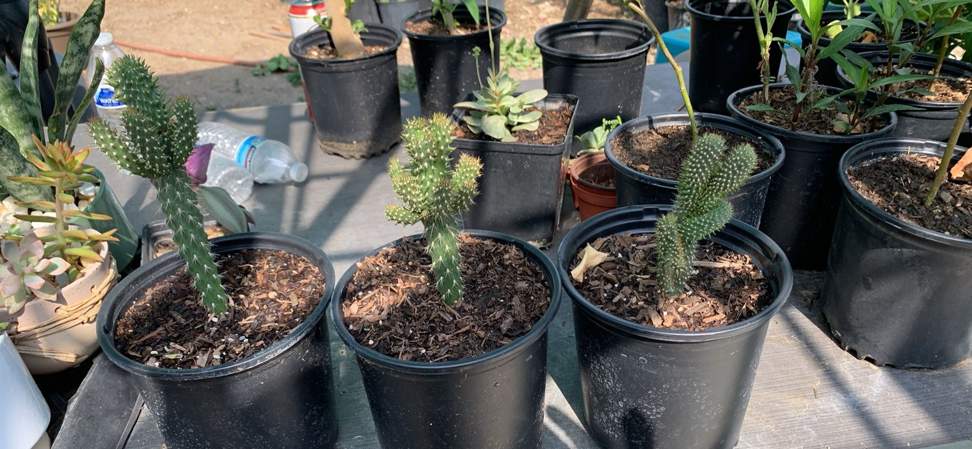 Mini Cholla cylindropuntia Cactus - $10 Cada Uno