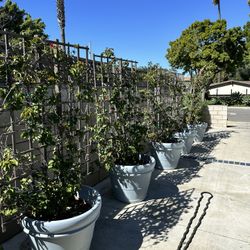 Free Large Bougainvilleas On Trellises