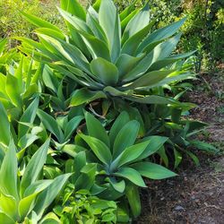 Foxtail Aloe succulents STARTING at $15