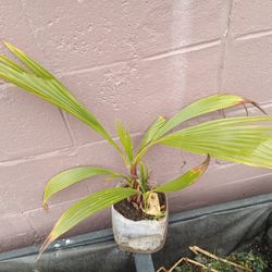 Planta Palma