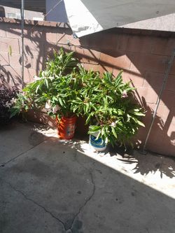 Plantas A 10 Dollares LA Piesa