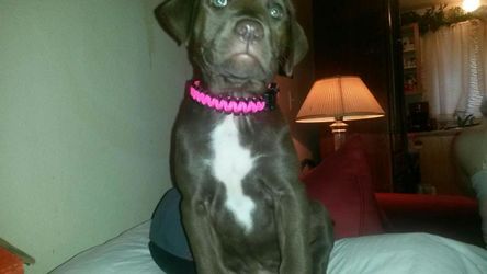 PARACORD DOG AND CAT COLLARS LEASHES BRACELETS LANYARDS AND MORE!!