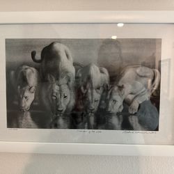 Lion Pride Black and White Framed Print 18” W x 12” H